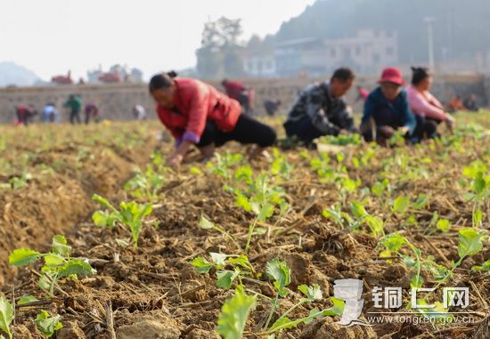 沙水坪村村民在种植油菜苗 (2)_调整大小