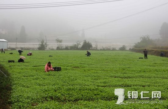 免费发放油菜苗  李平摄 (2)_调整大小