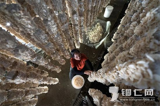 【在万山区敖寨乡中华山村的梵天菌业食用菌基地，工人们正在采摘 彭俊摄】