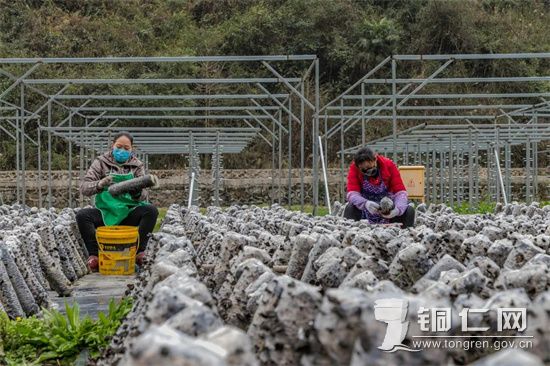 【在万山区敖寨乡中华山村的梵天菌业食用菌基地，工人们正在采摘 彭俊摄】  