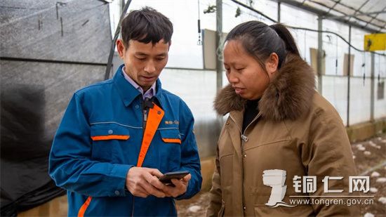【贵谷农业的技术人员在手机上查看农作物生长情况，杨雄摄】
