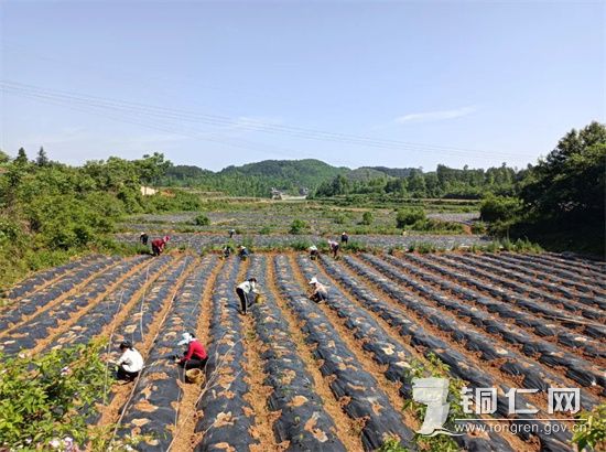 【在万山区鱼塘乡，农民们正在种植金丝皇菊 叶顺强摄】