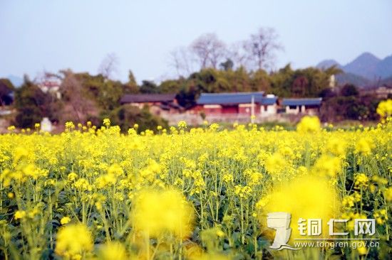 油菜花3（孙磊 摄）